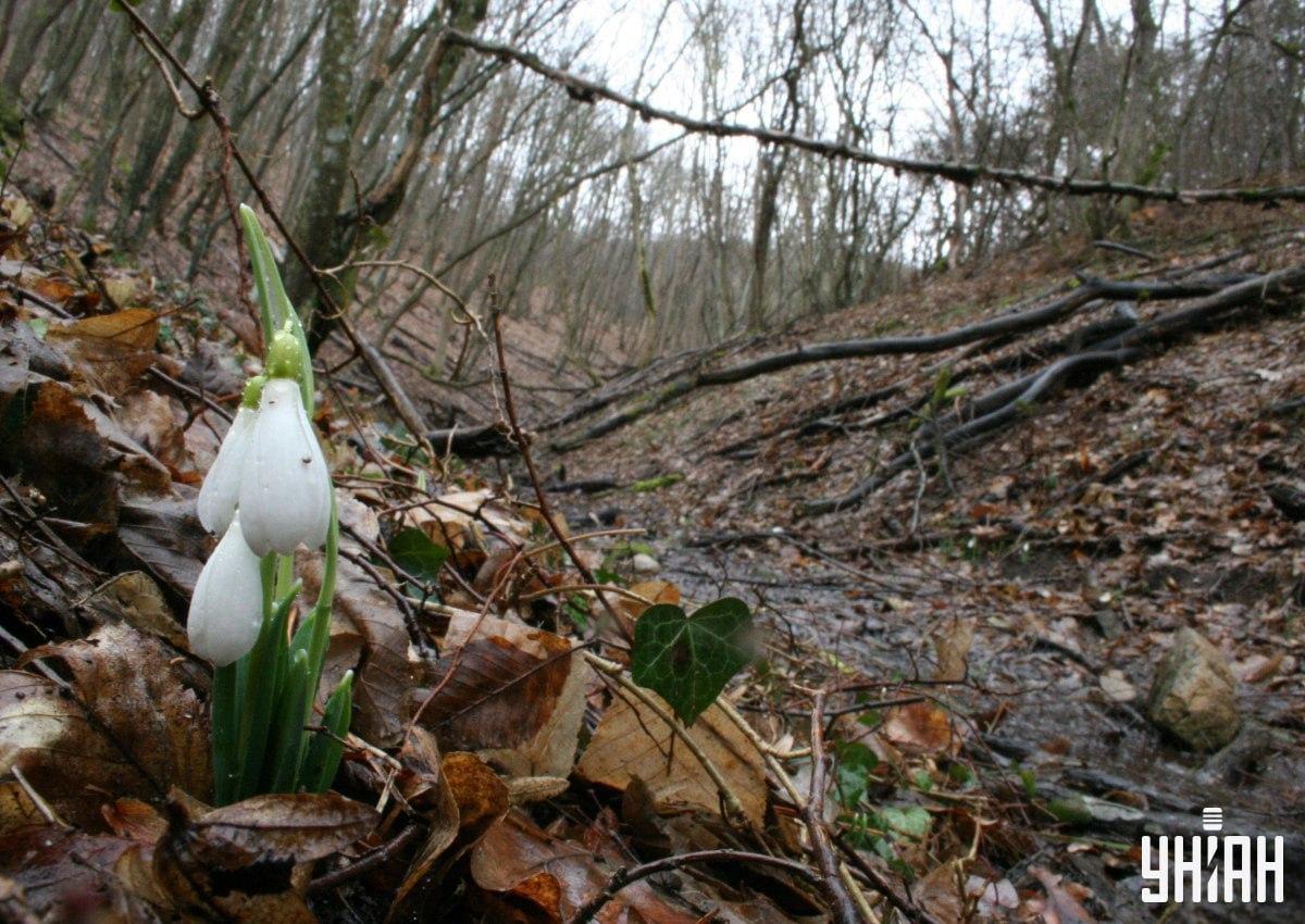 Surask lapę miške per 9 sekundes / koliažas su Moje nuotr.