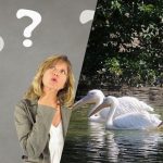 Greitas IQ testas: per 7 sekundes suraskite keistą paukštį tarp