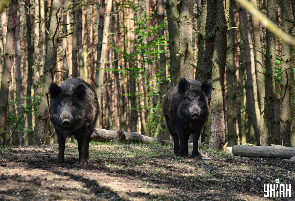 Laiku suraskite gudrią pelėdą miške / Moje nuotraukų koliažas
