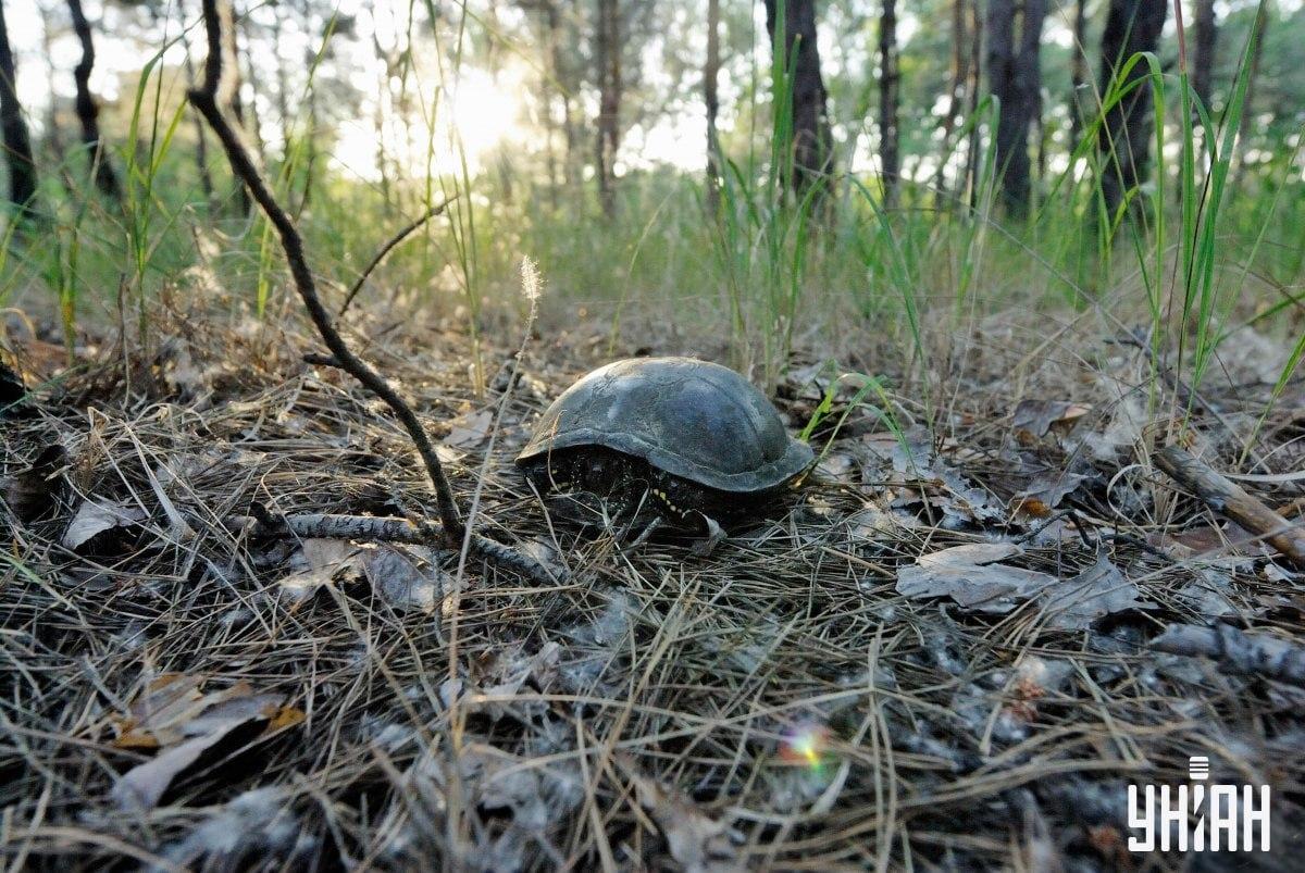 Raskite grybą vaizdinėje mįslėje / koliaže su Moje nuotr.